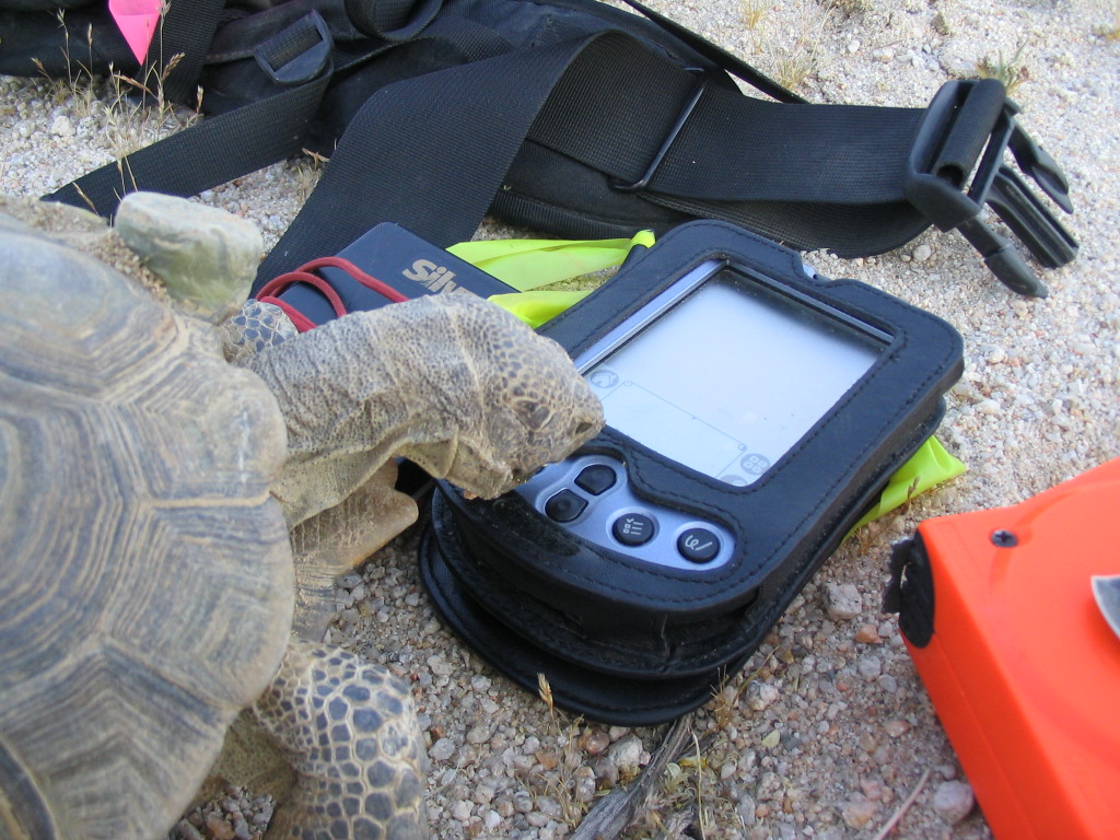 Tort eating palm pilot